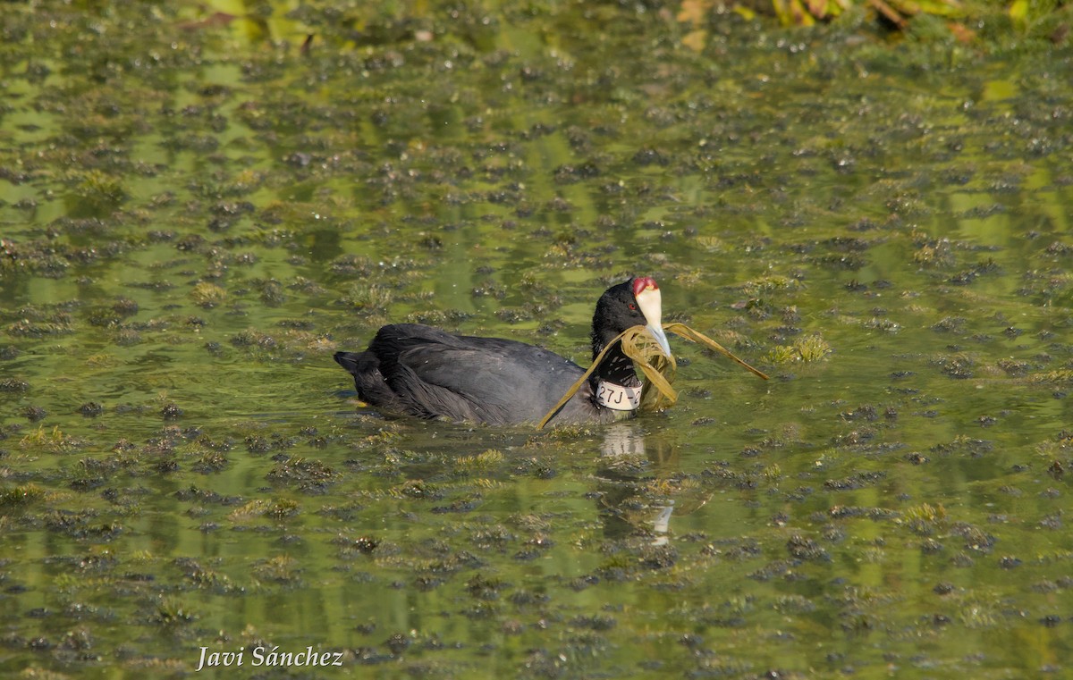 Red-knobbed Coot - ML638278794
