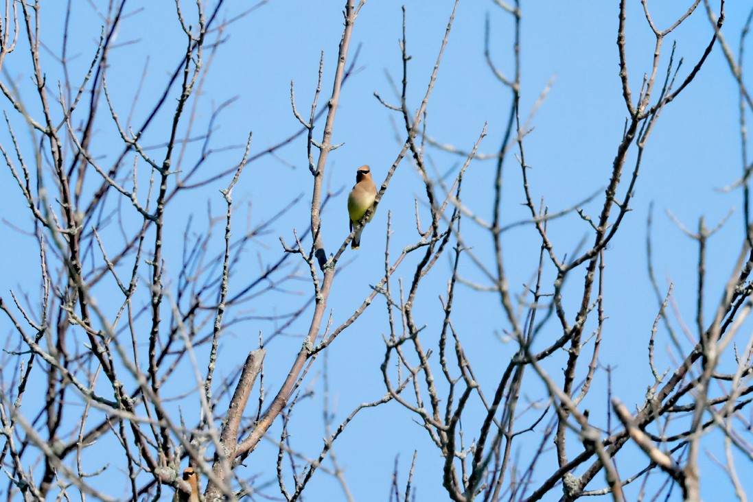 Cedar Waxwing - ML638278796