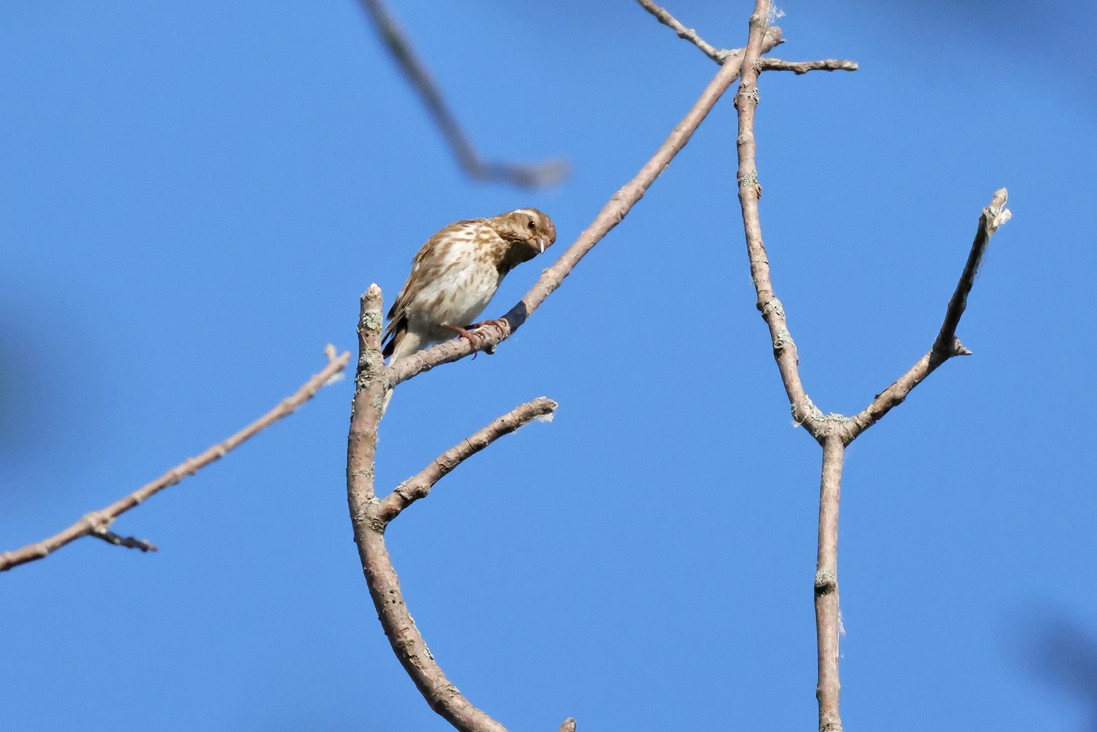 Purple Finch - ML638278803