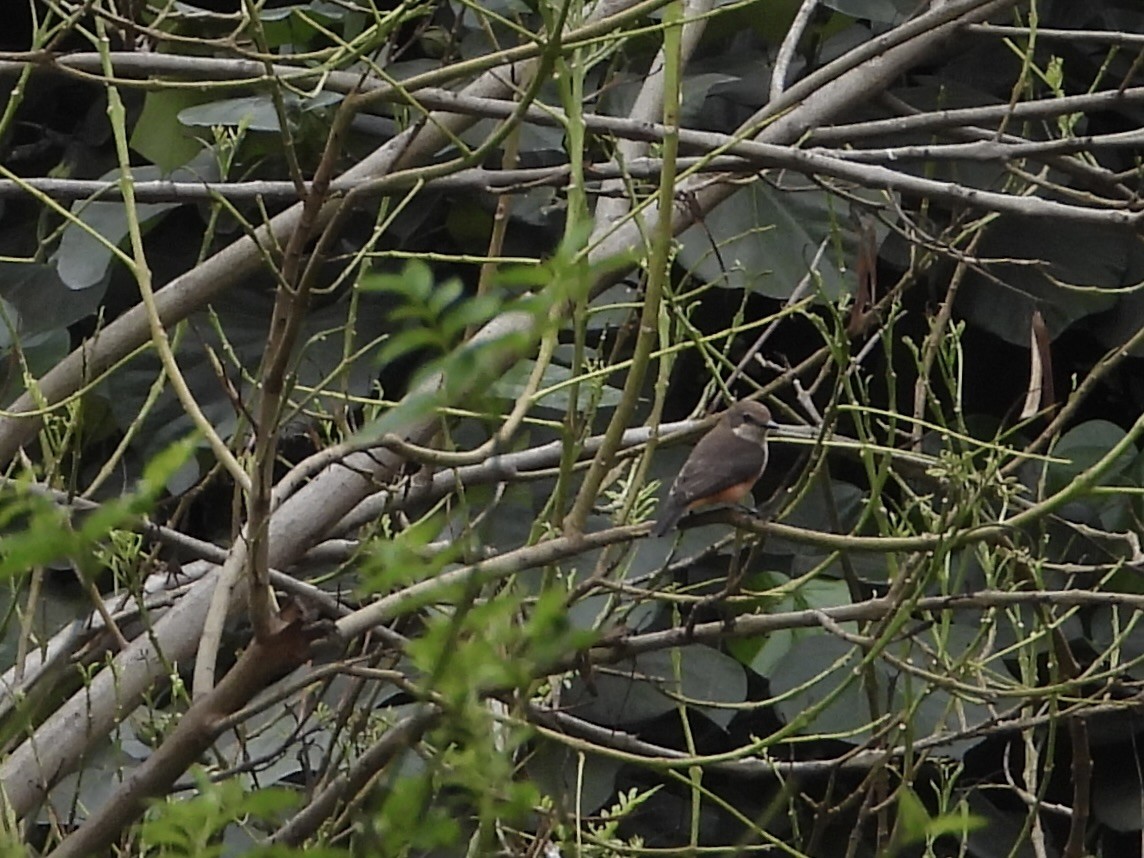 Vermilion Flycatcher - ML638278834