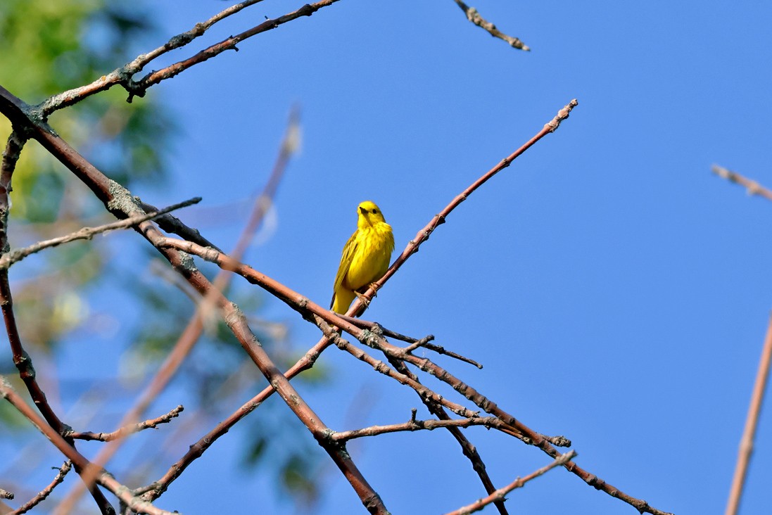 Yellow Warbler - ML638278839