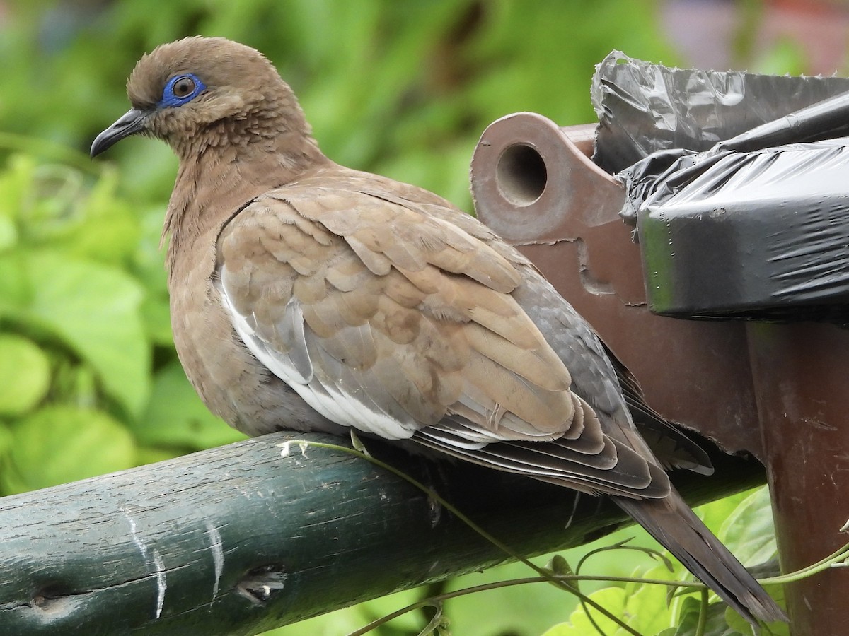 West Peruvian Dove - ML638278861