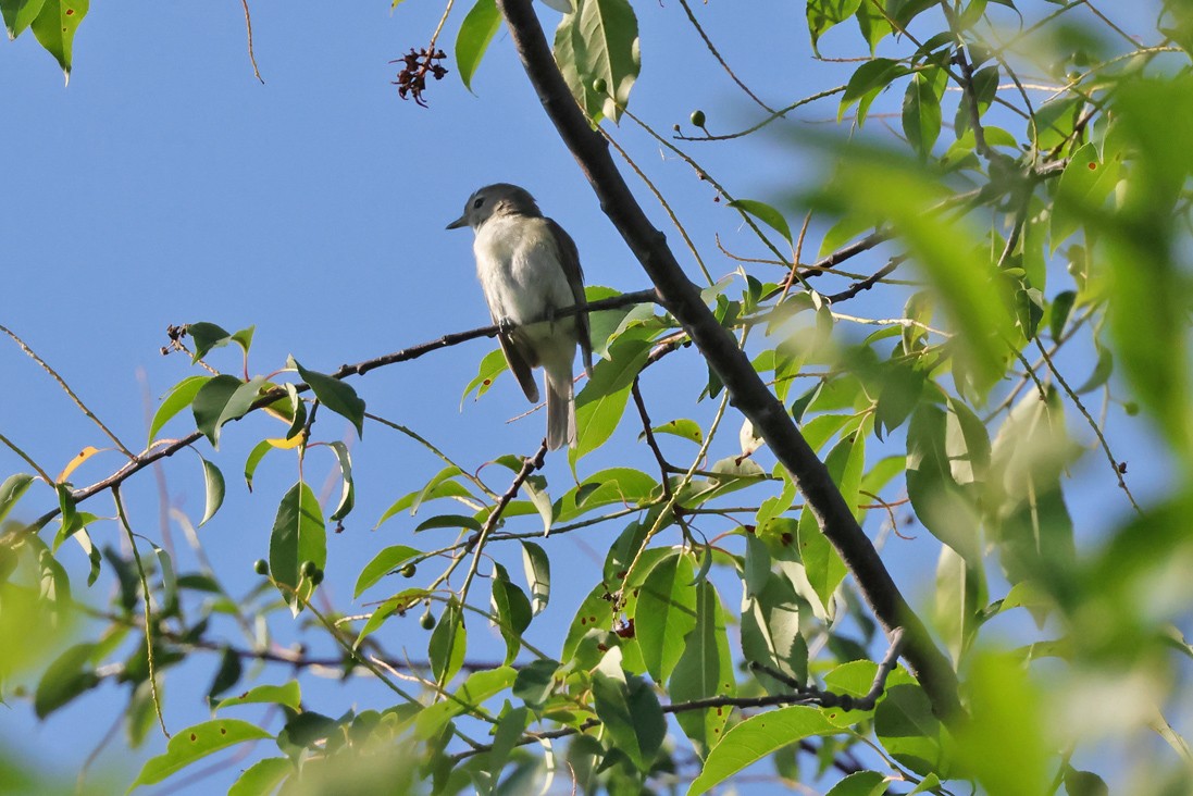 Warbling Vireo - ML638278870
