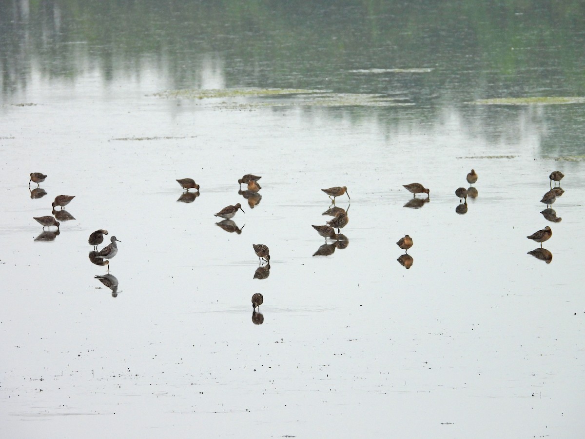 Short-billed Dowitcher - ML638278879