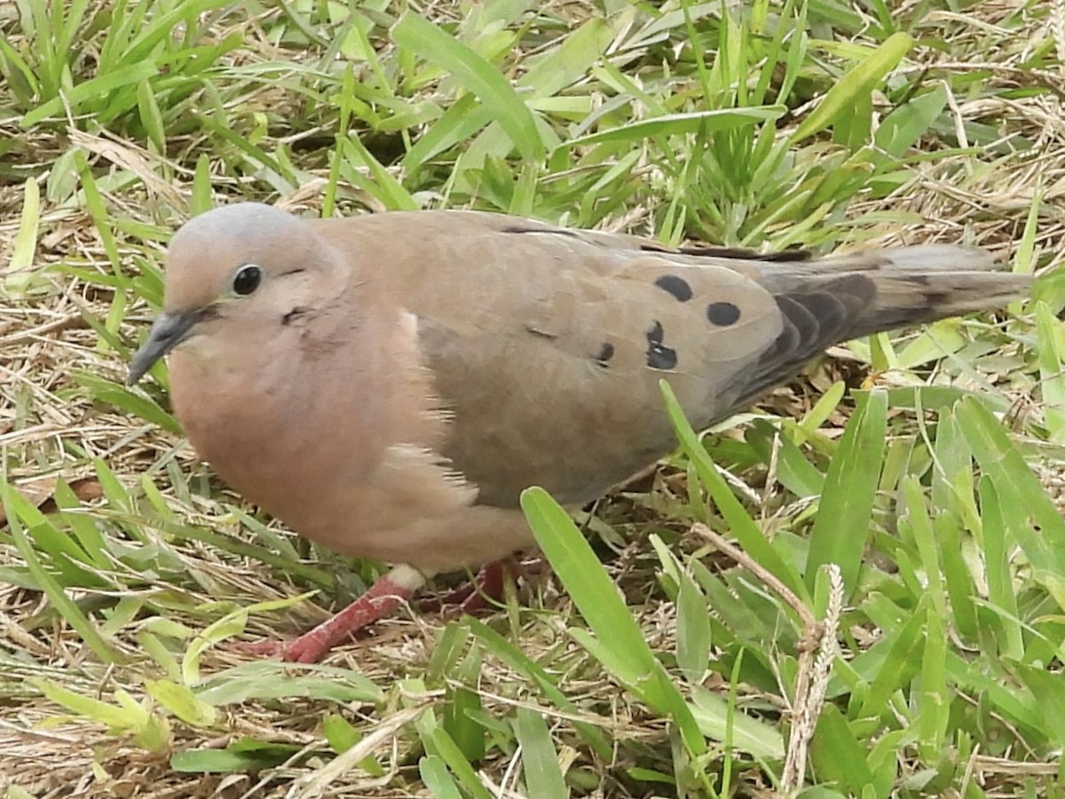 Eared Dove - ML638278880