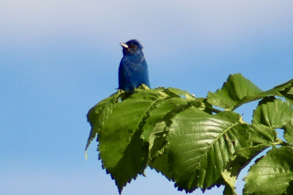 Indigo Bunting - ML638278892