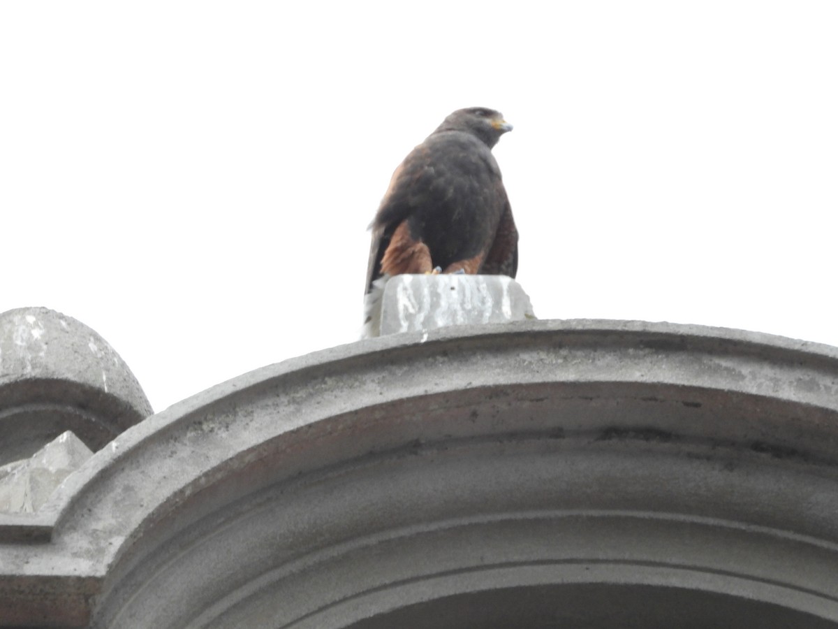 Harris's Hawk - ML638278894