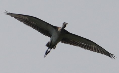 ibis bílý - ML638278903