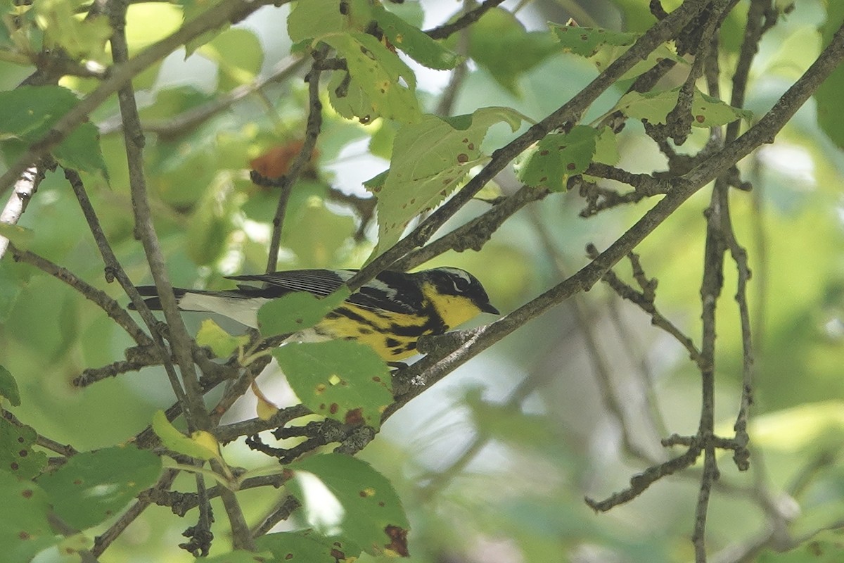 Magnolia Warbler - ML638278911