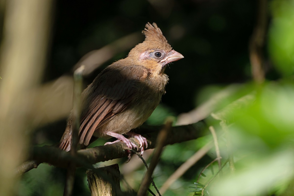 Northern Cardinal - ML638278927
