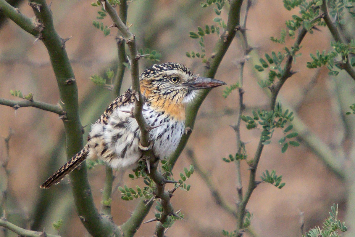 Spot-backed Puffbird - ML638278928