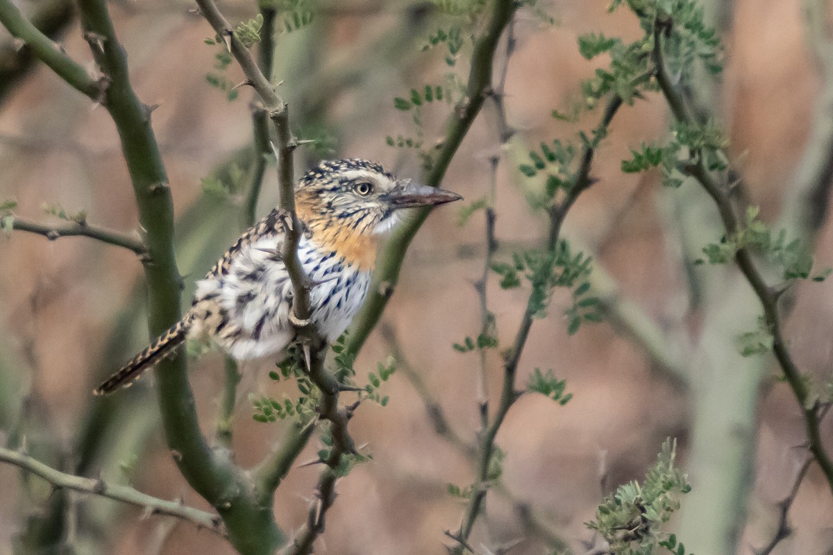 Spot-backed Puffbird - ML638278930
