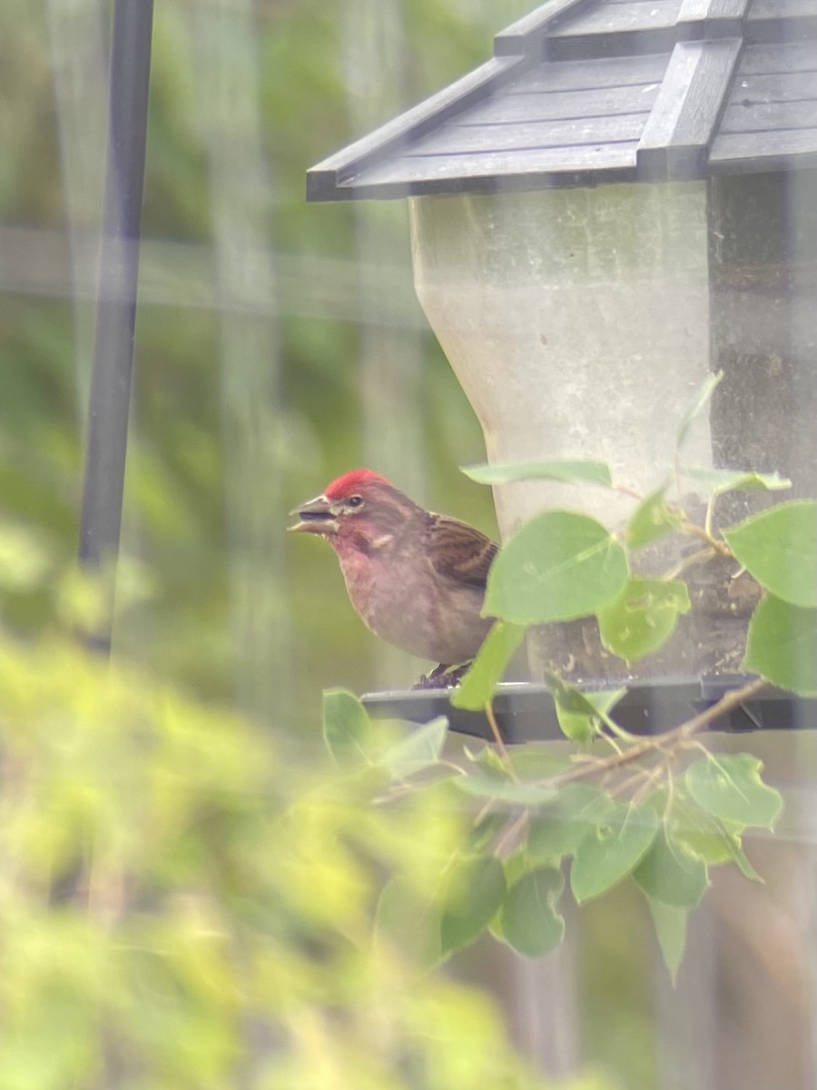 Cassin's Finch - ML638278935