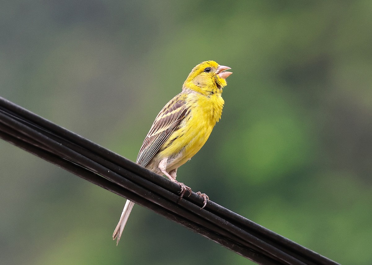 Island Canary - ML638278949