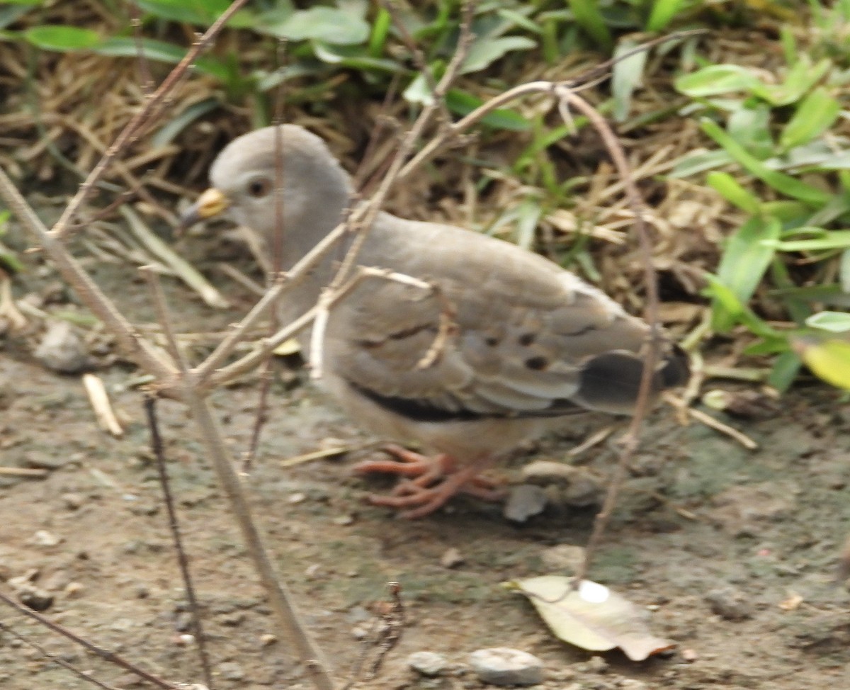 Croaking Ground Dove - ML638278954
