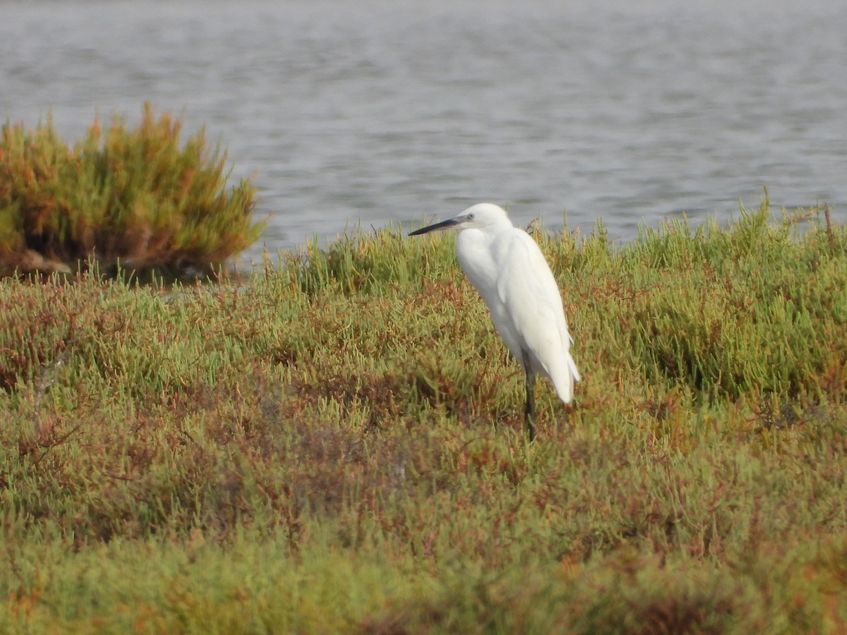 Little Egret - ML638278960