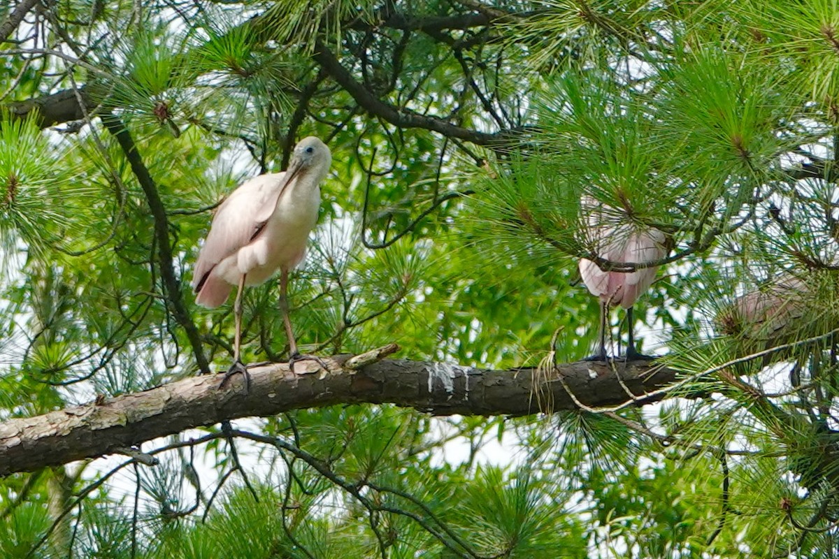 Roseate Spoonbill - ML638278967