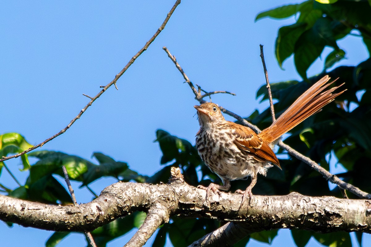Brown Thrasher - ML638278968