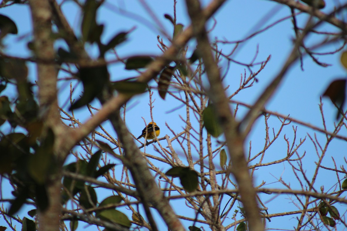 Yellow-tailed Oriole - ML638278971