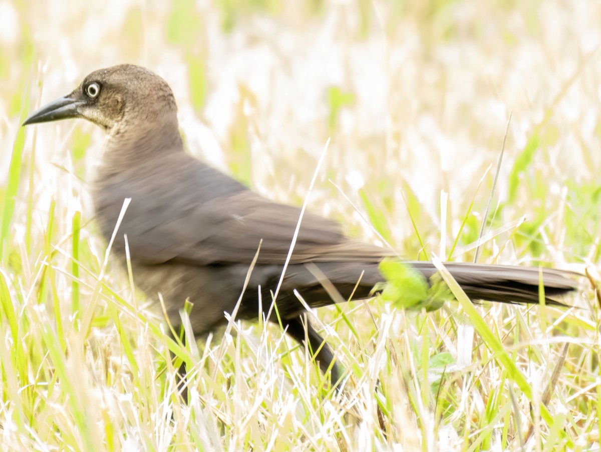 Great-tailed Grackle - ML638278979
