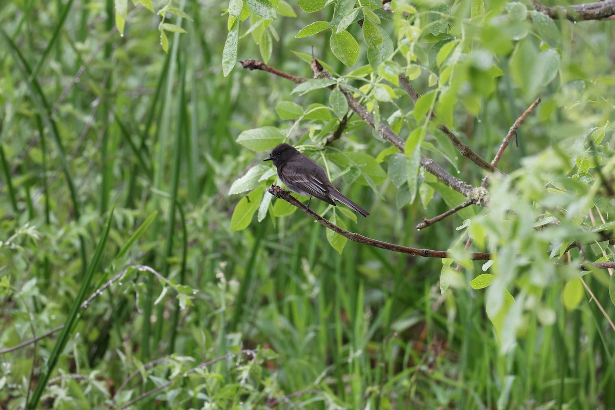 Black Phoebe - ML638278990