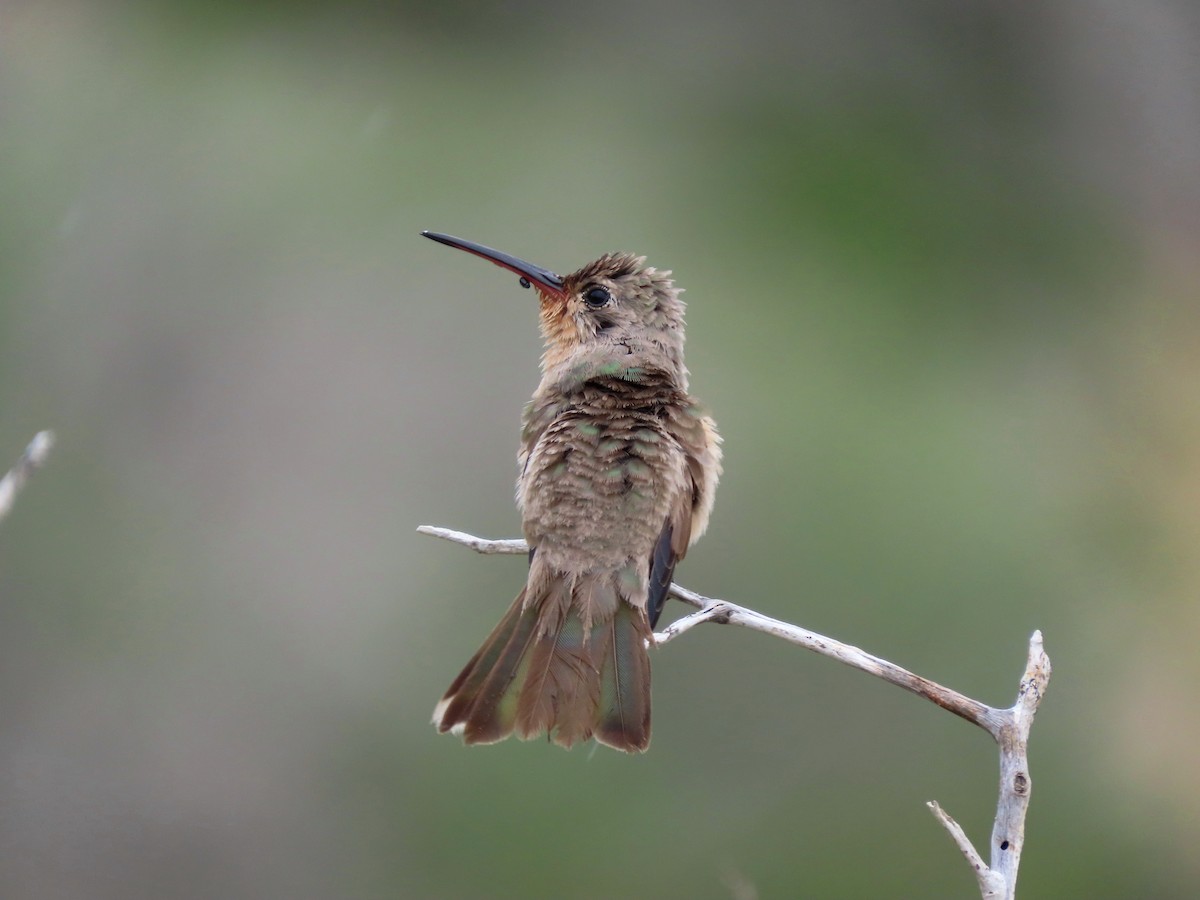 Buffy Hummingbird - ML638279005