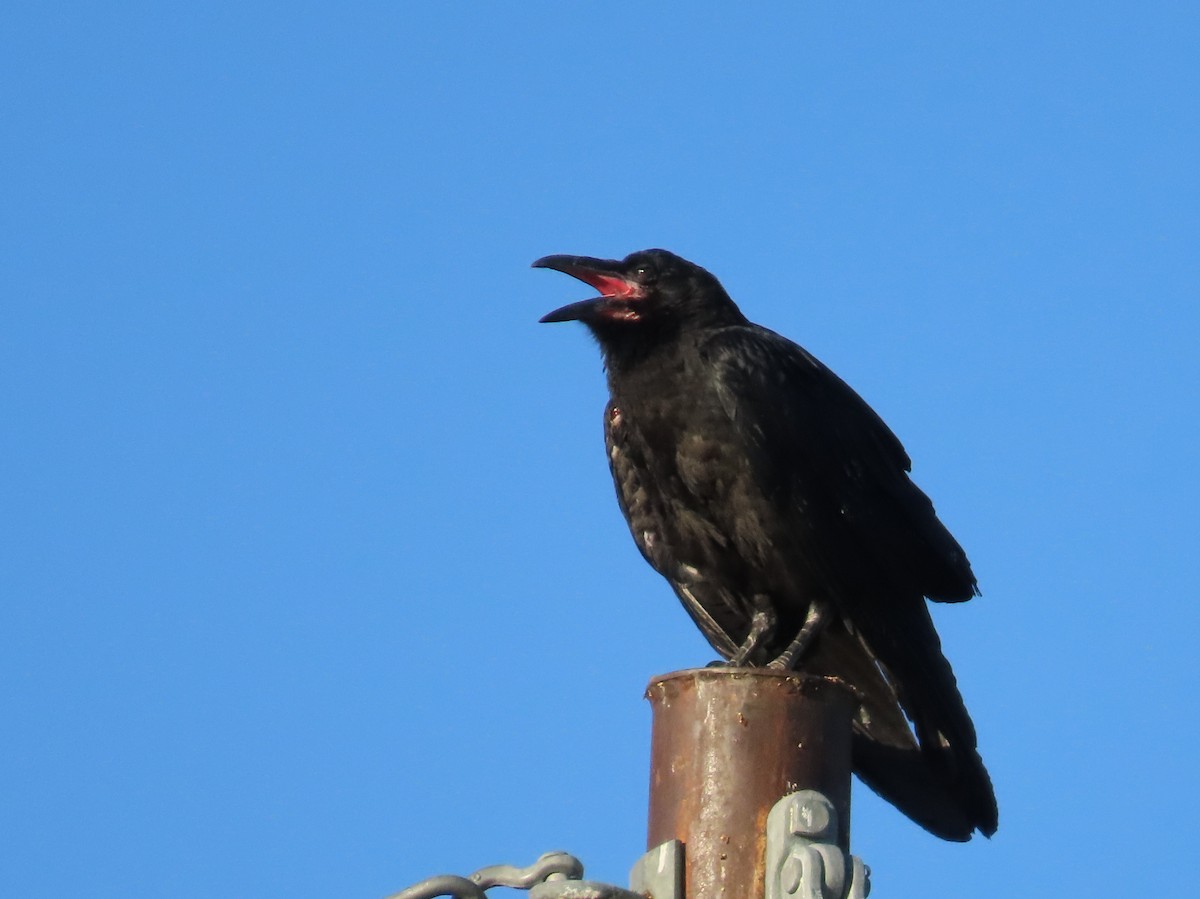 Common Raven - ML638279014