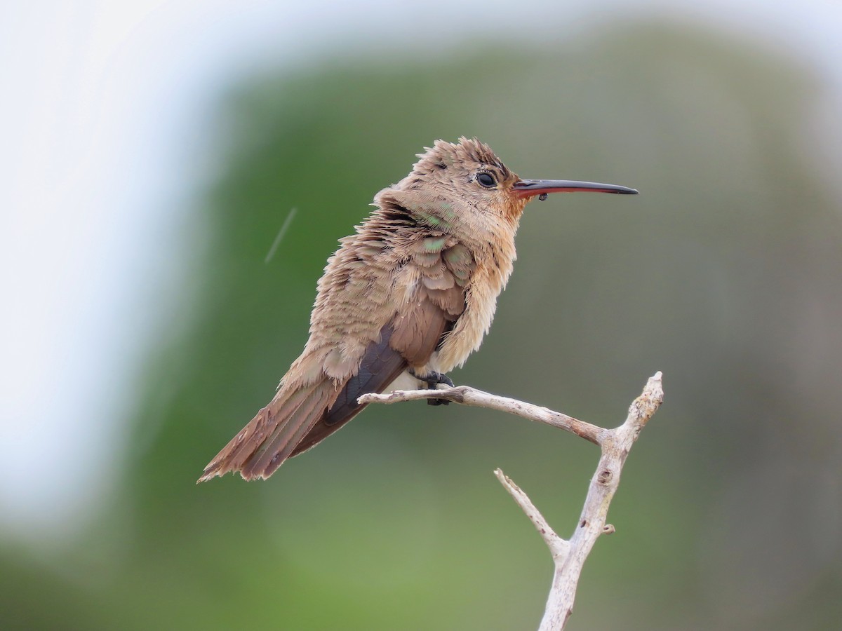 Buffy Hummingbird - ML638279017