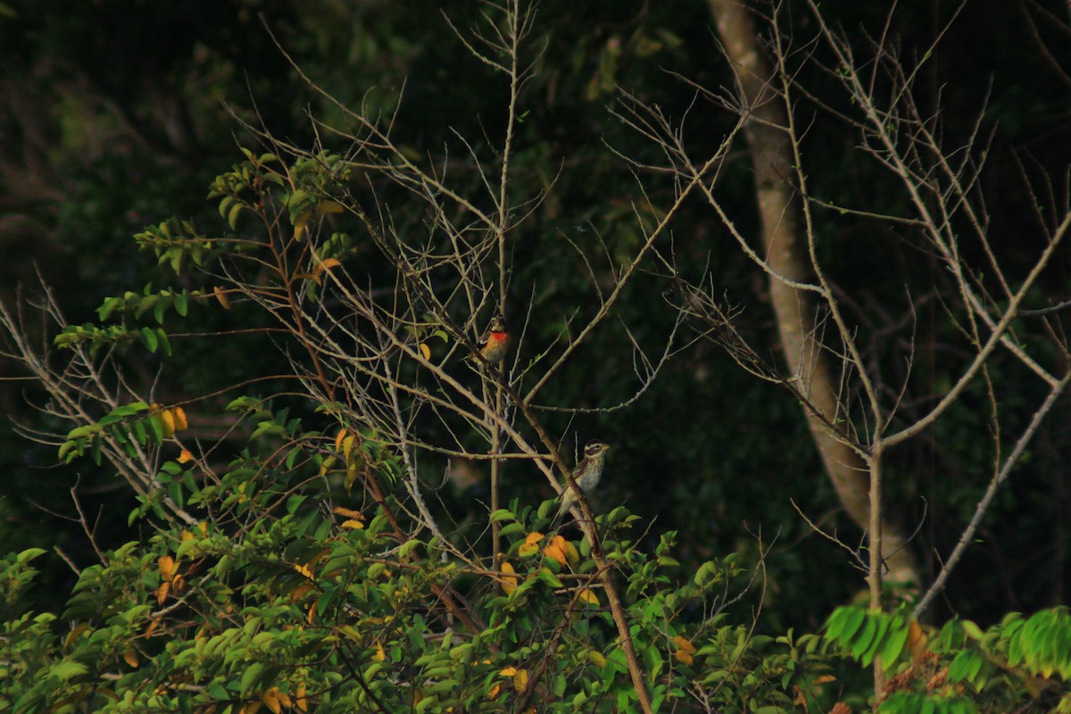 Cardinal à poitrine rose - ML638279024