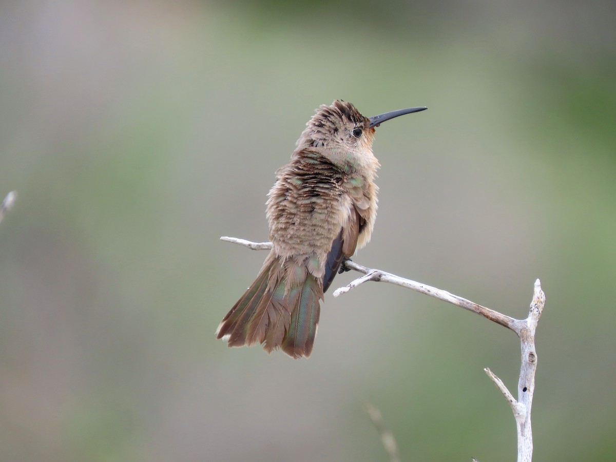 Buffy Hummingbird - ML638279026