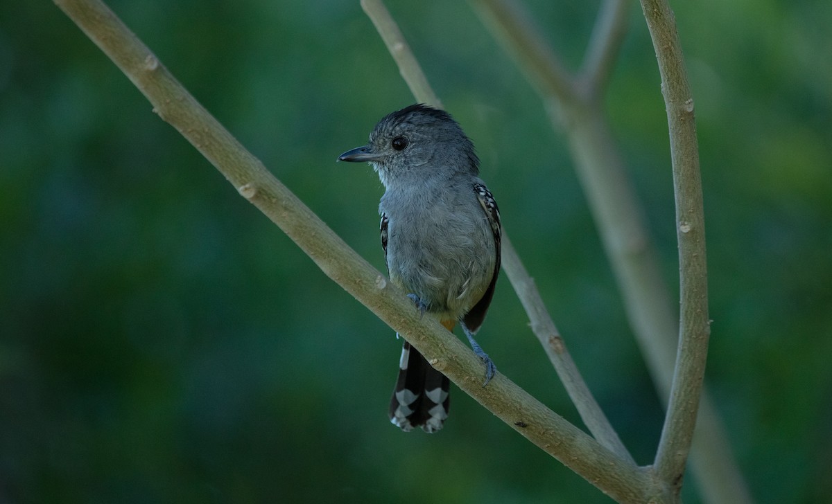 Variable Antshrike - ML638279031