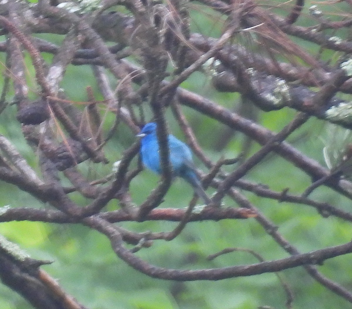 Indigo Bunting - ML638279036