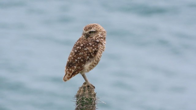 Burrowing Owl - ML638279038