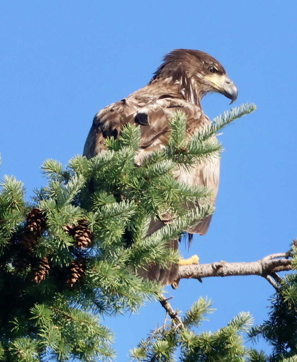 Weißkopf-Seeadler - ML638279039
