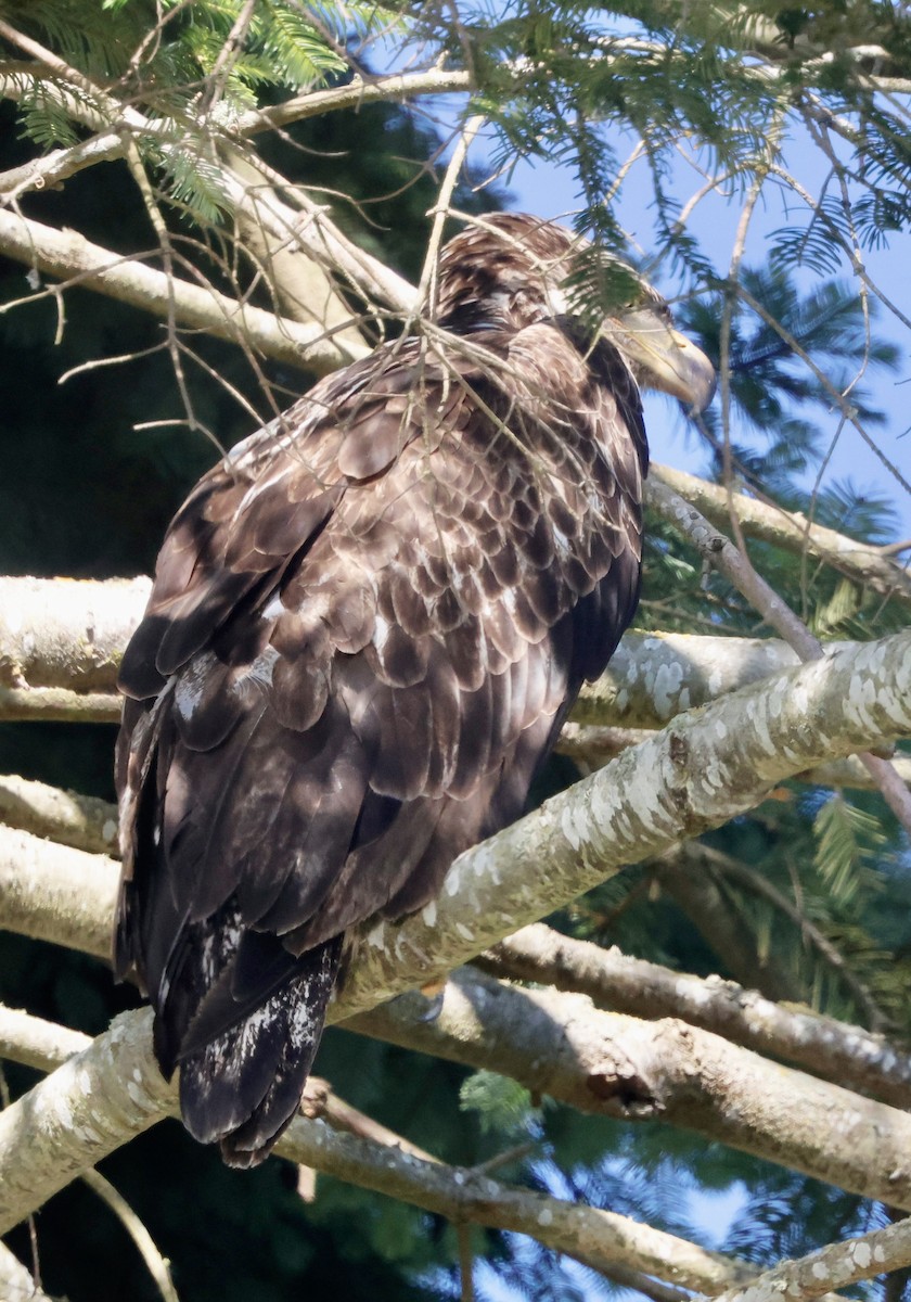 Weißkopf-Seeadler - ML638279040