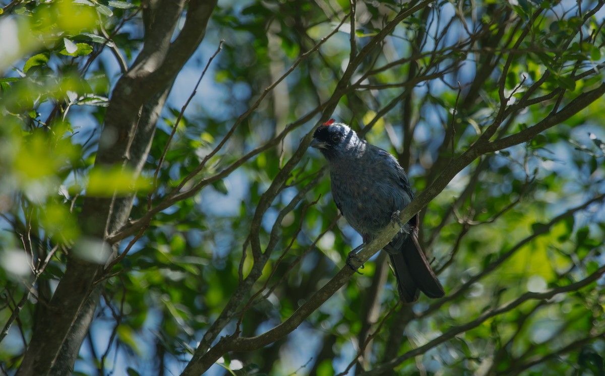 Diademed Tanager - ML638279041