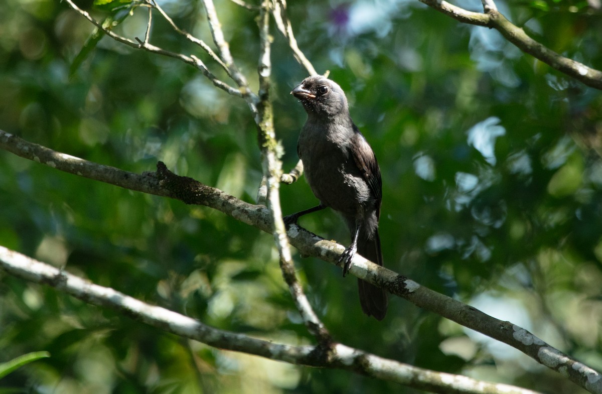 Diademed Tanager - ML638279042