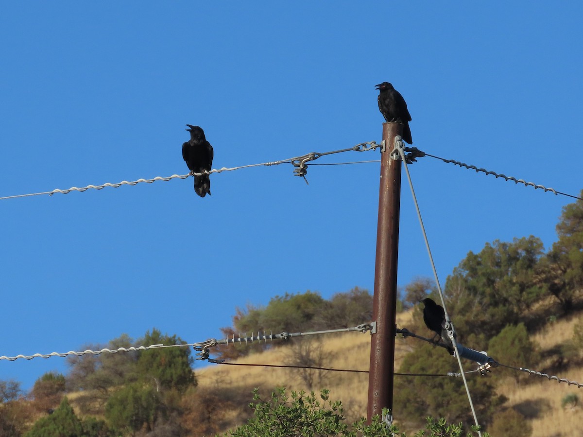 Common Raven - ML638279044