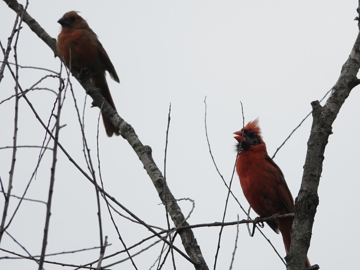 Cardinal rouge - ML638279046