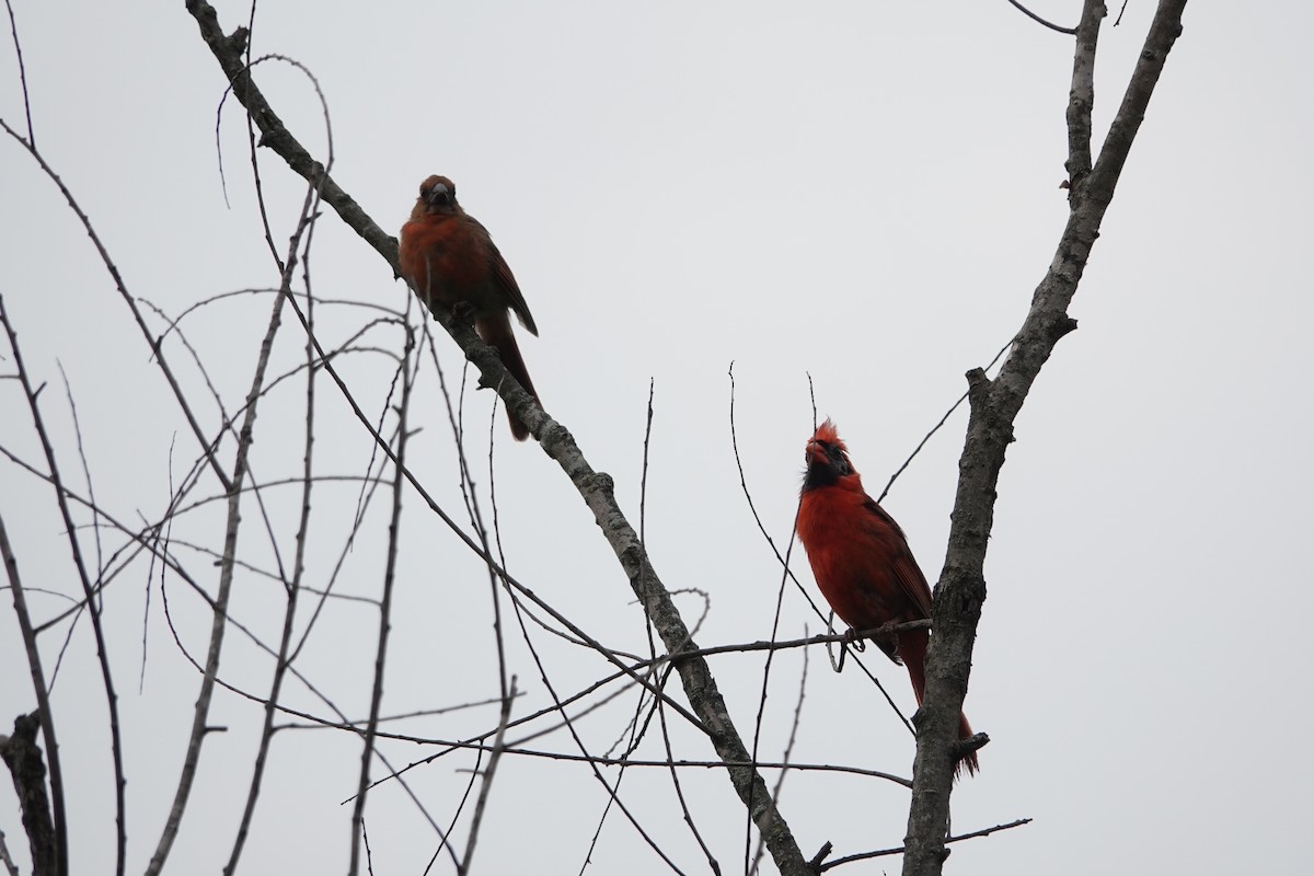 Cardinal rouge - ML638279048