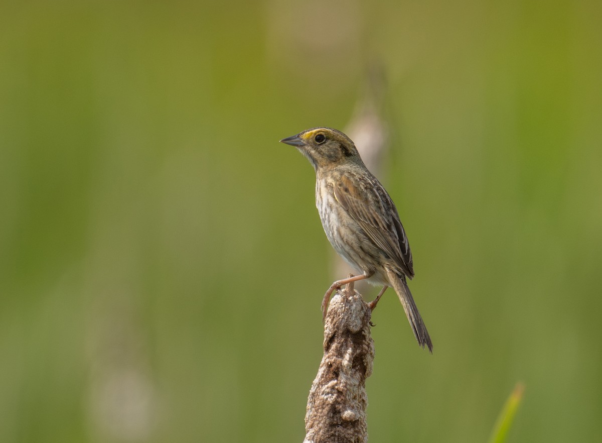 Nelson's Sparrow - ML638279055