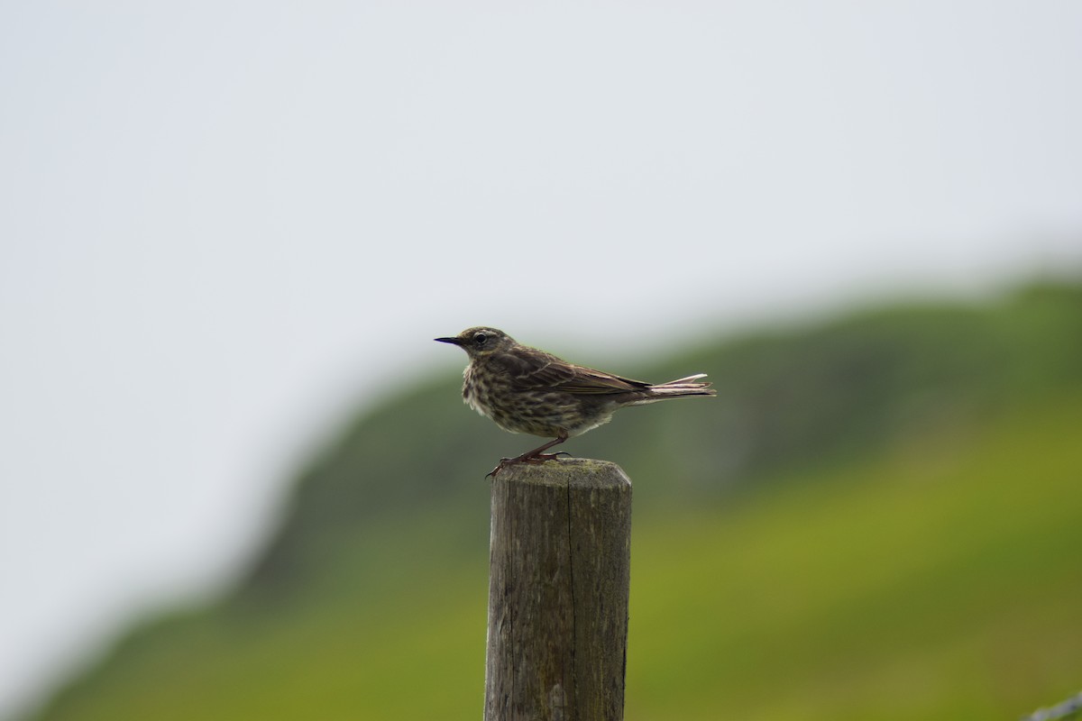 Rock Pipit - ML638279056