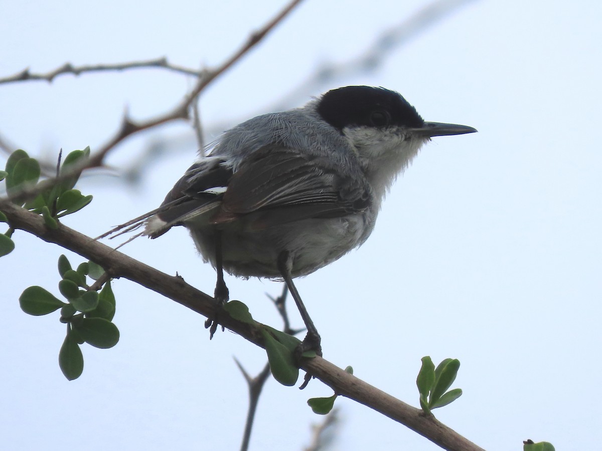 Tropical Gnatcatcher - ML638279086