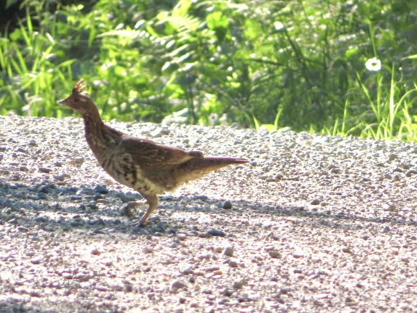 Ruffed Grouse - ML638279111