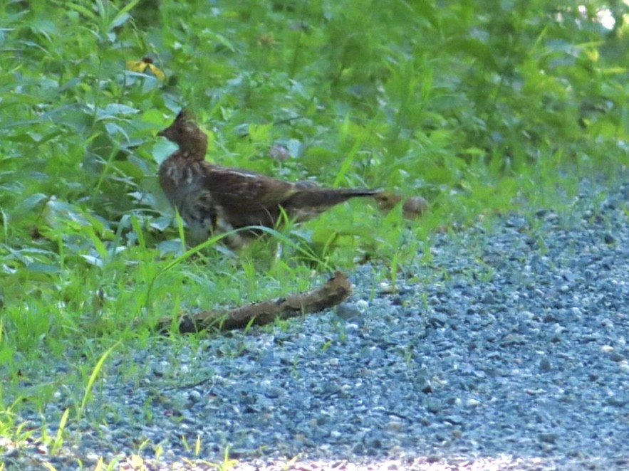 Ruffed Grouse - ML638279112