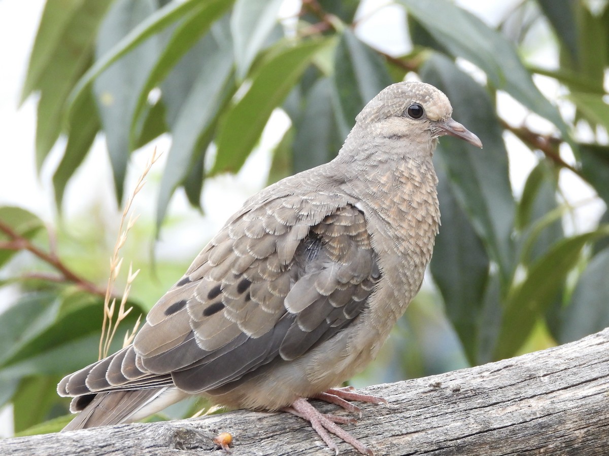 Eared Dove - ML638279119