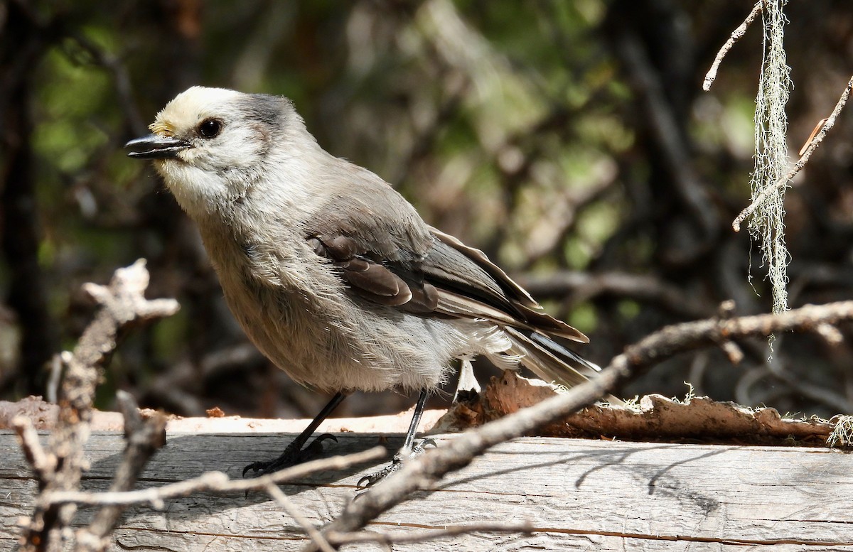 Canada Jay - ML638279128