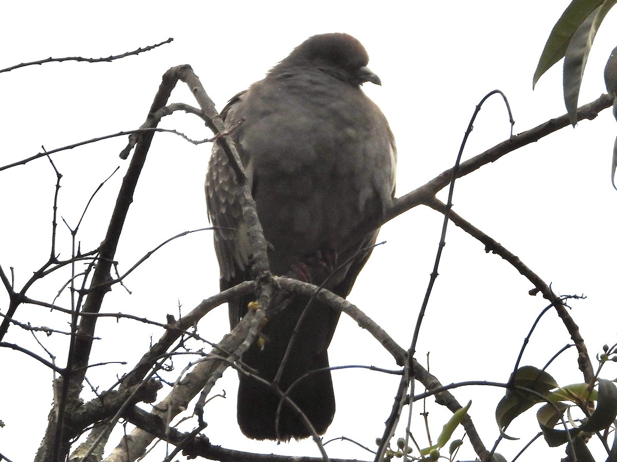 Spot-winged Pigeon - ML638279132