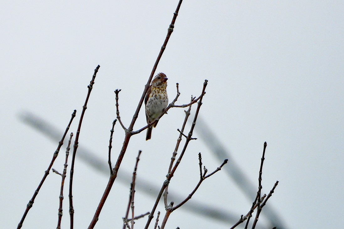 Purple Finch - ML638279141