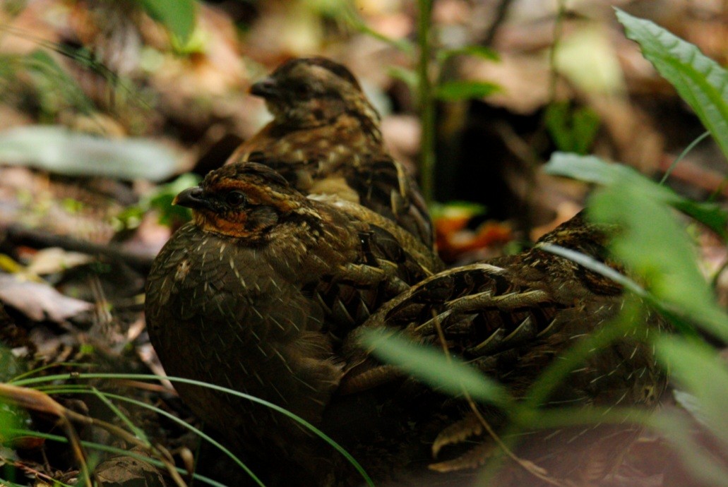 Singing Quail - ML638279149